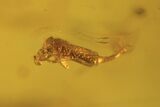 Three Fossil Springtails (Collembola) & Fly (Diptera) in Baltic Amber #105499-1
